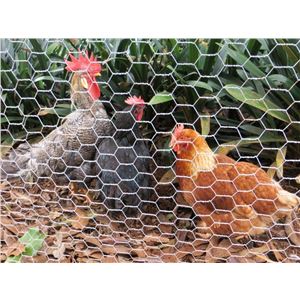 MALLA GALLINERO HEXAGONAL 13X0.7MM 1X50 METROS SUNGARDEN - SG0052-1