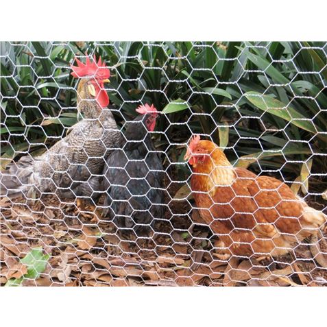 MALLA GALLINERO HEXAGONAL 13X0.7MM 1X50 METROS SUNGARDEN - SG0052-1