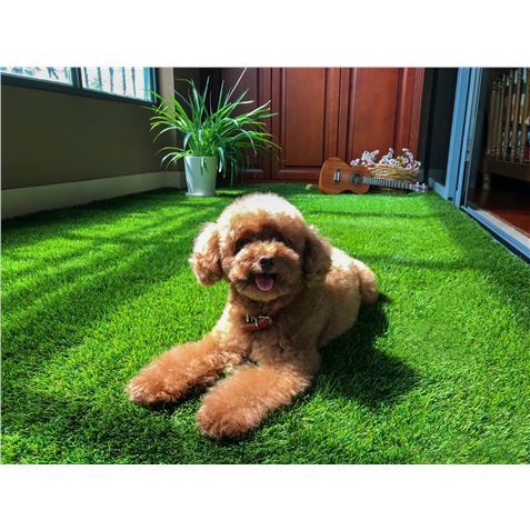 REACONDICIONADO CESPED ARTIFICIAL 2X4.5 METROS 20MM SERIE ELEGANT SUNGARDEN - SG0012-4 REACONDICIONADO CESPED ARTIFICIAL 2X4.5 METROS 20MM SERIE ELEGANT SUNGARDEN - SG0012-4